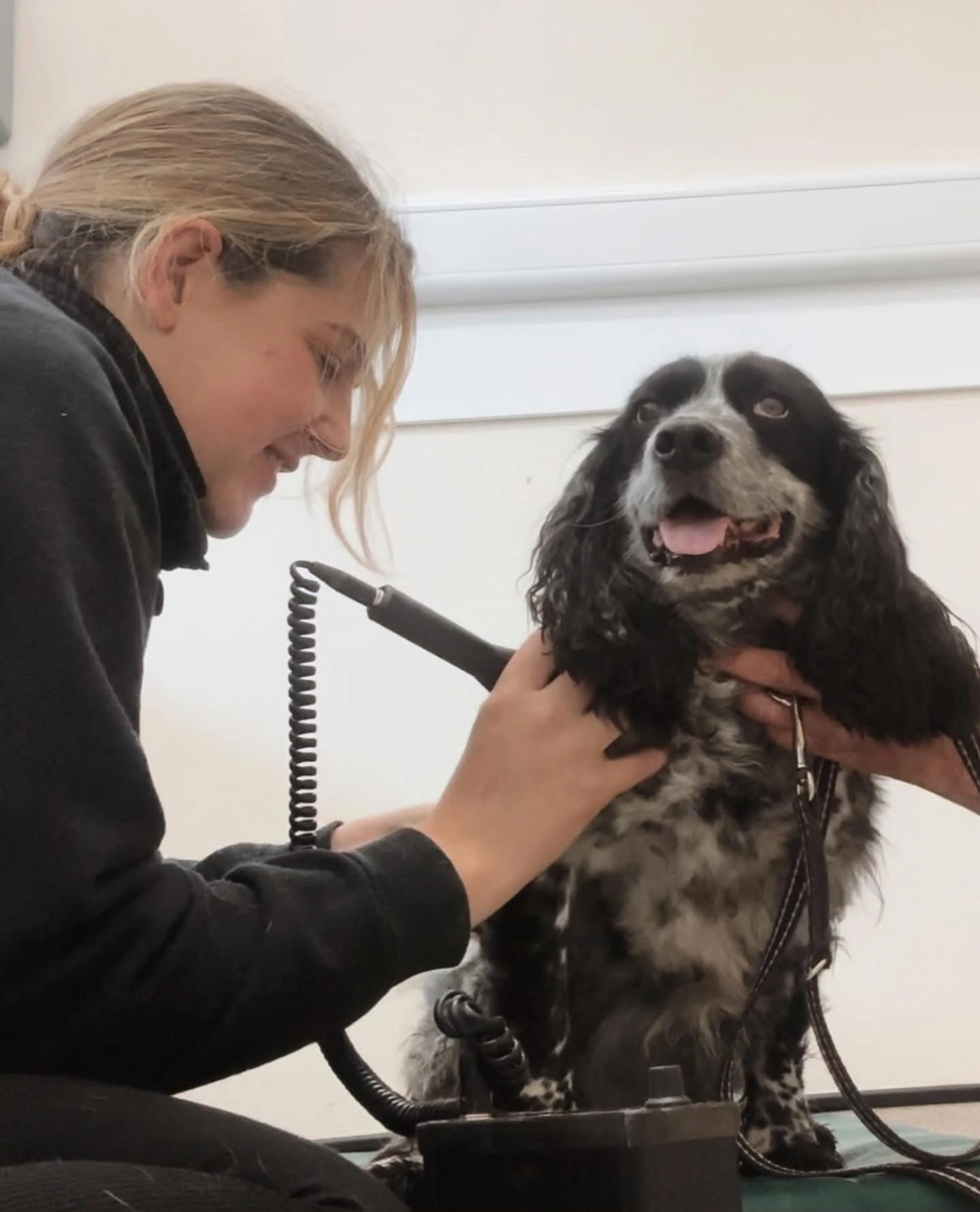 Megan carrying out electrotherapy treatment on a Springer Spaniel