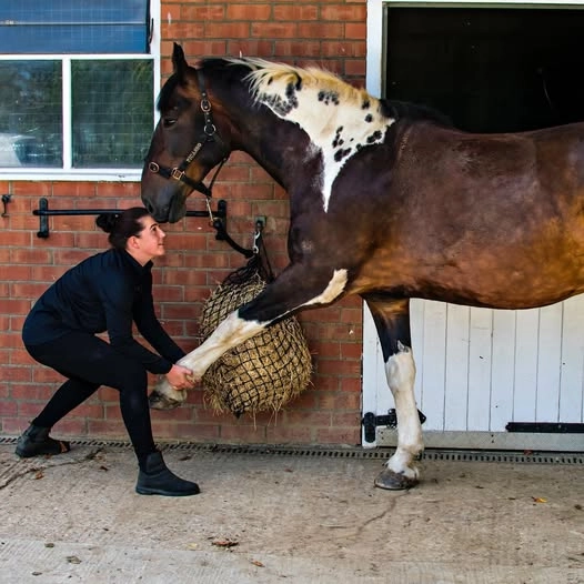 Megan carrying out a hands-on physiotherapy assessment on a horse at a yard