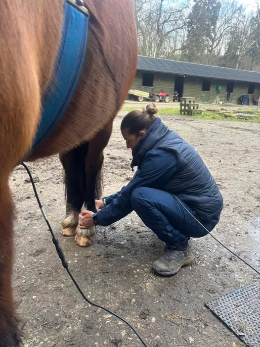 Megan applying WINBACK tecar therapy to a horse's lower leg at a yard