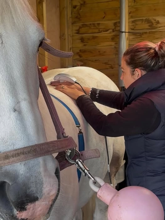 Megan applying WINBACK tecar therapy to a horse's neck at a yard